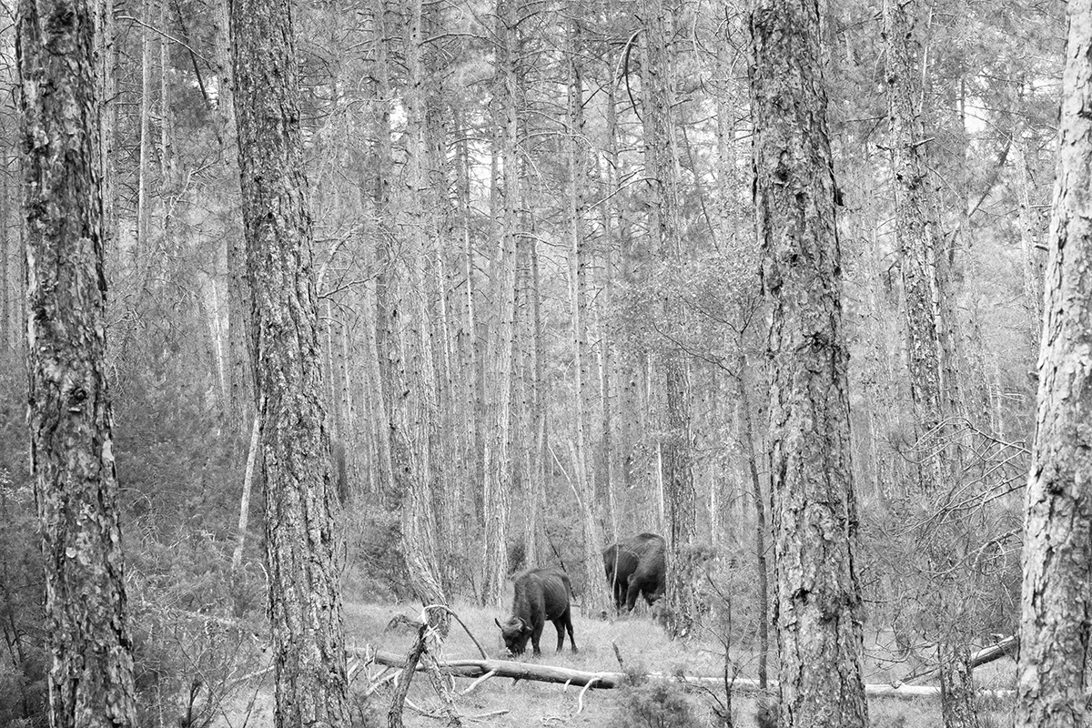 Two European bison grazing in a clearing among tall pine trunks.