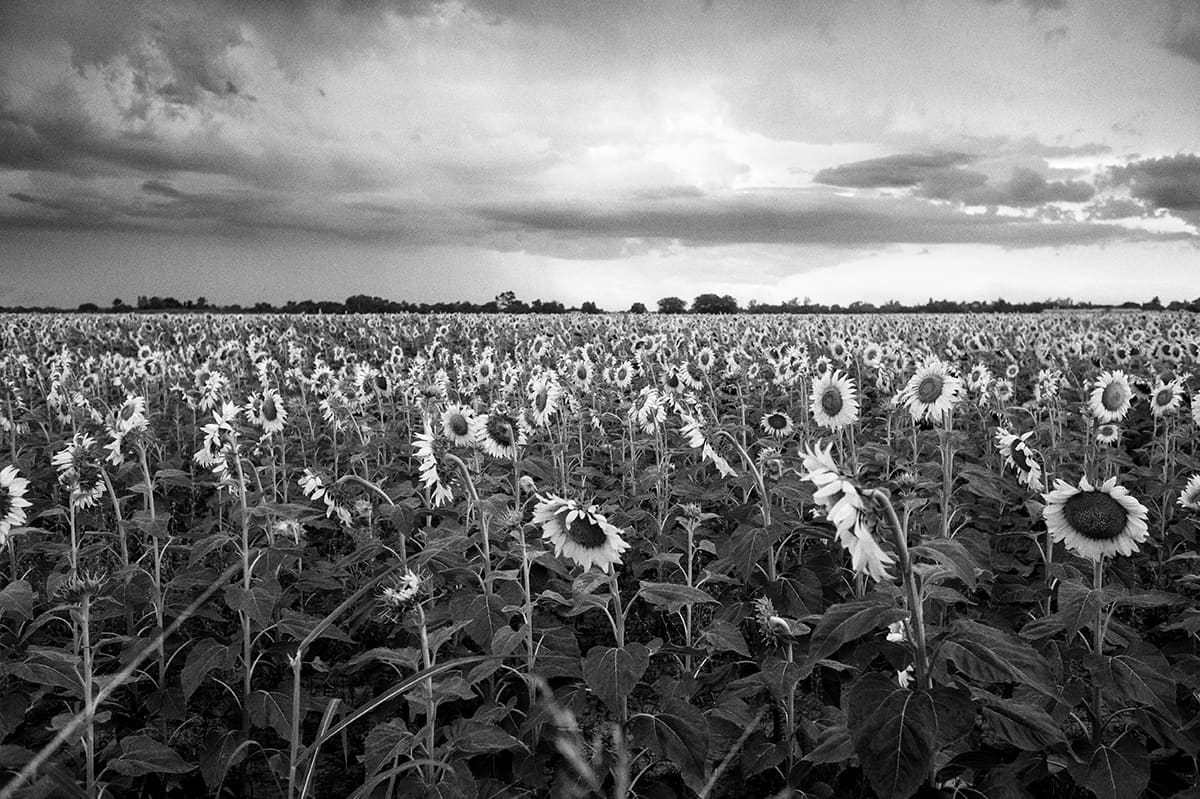 A field of sunflowers stretches to the horizon under heavy clouds.