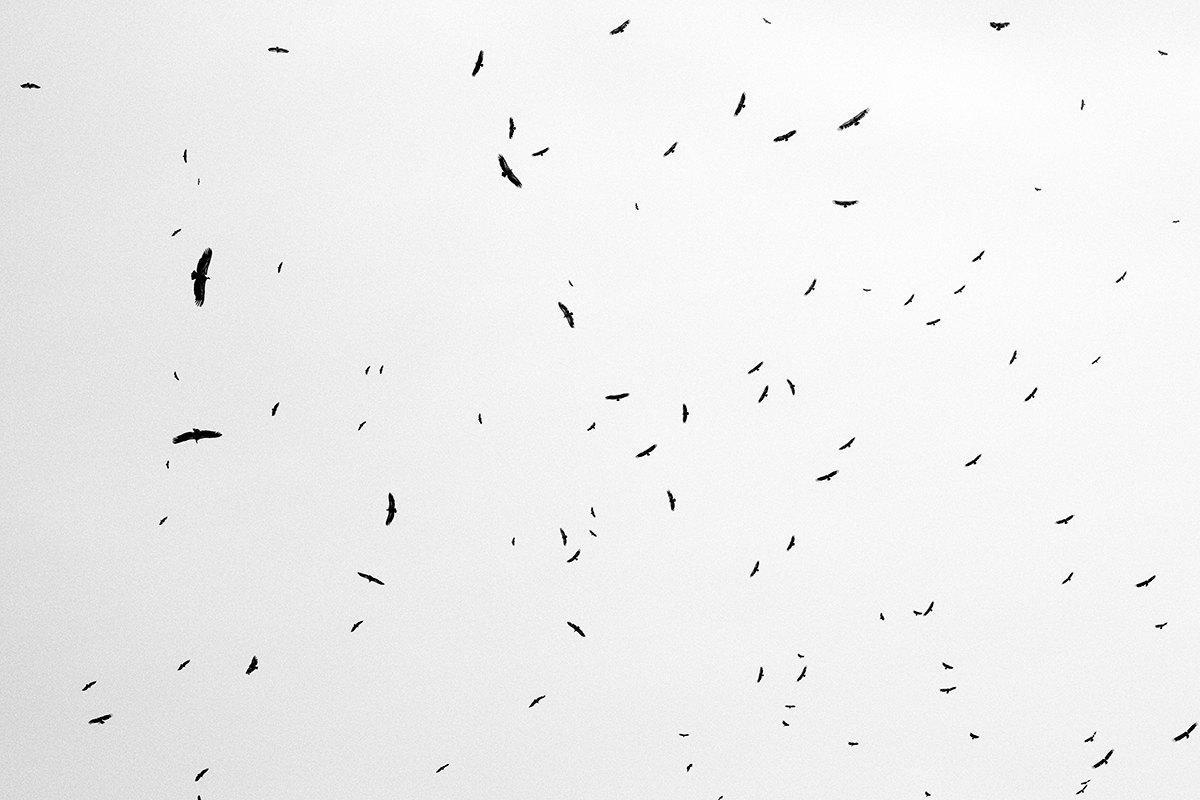 A large flock of vultures circling against a pale sky.