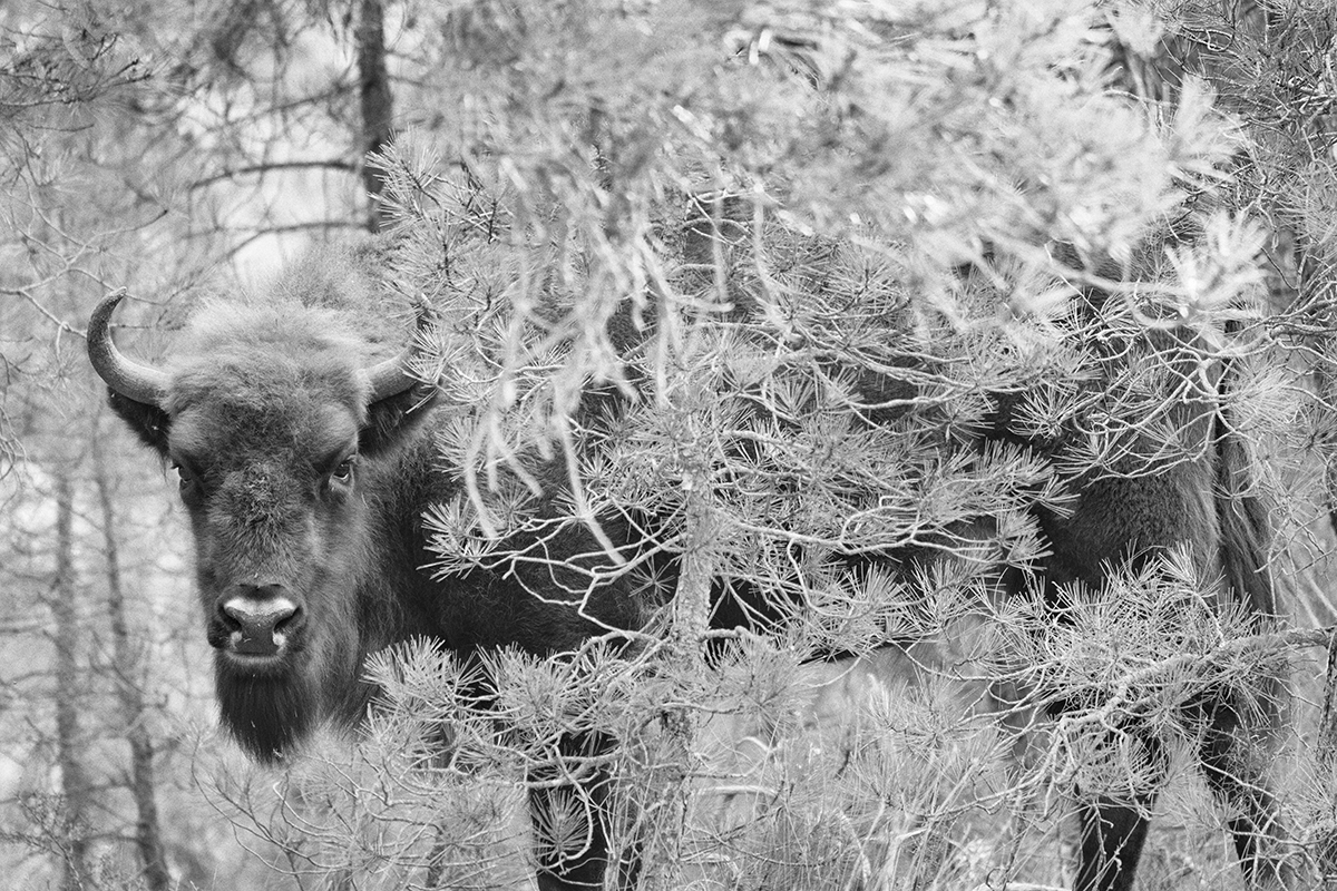 A European bison looking out from behind pine branches.