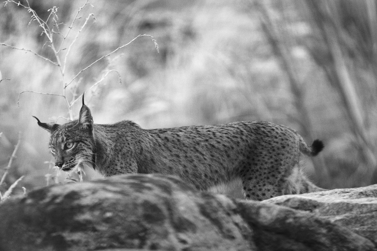 An Iberian lynx walking behind a rock, ears tufted, head lowered.