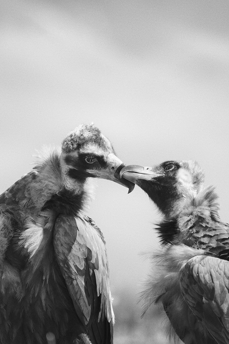 Two cinereous vultures face each other, beaks touching.