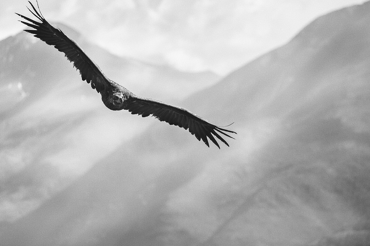 A vulture with outstretched wings flying in front of misty mountains.