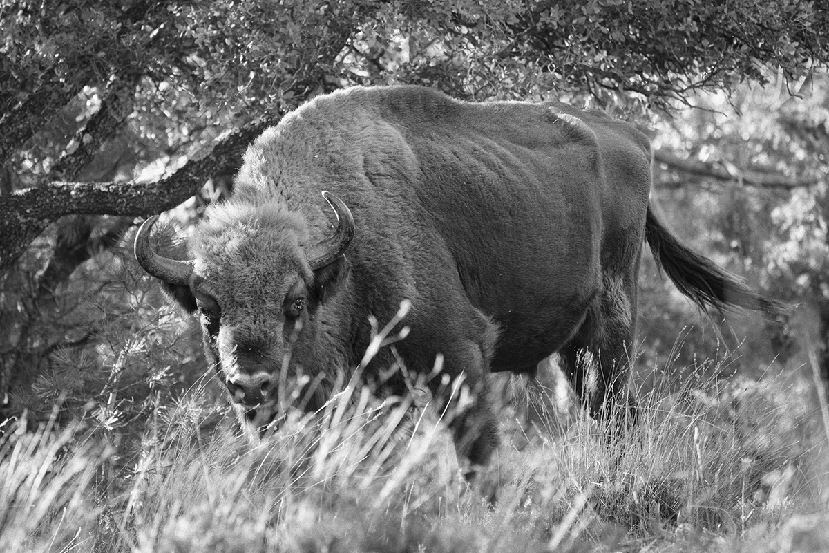 A European bison standing in tall grass beneath low branches.