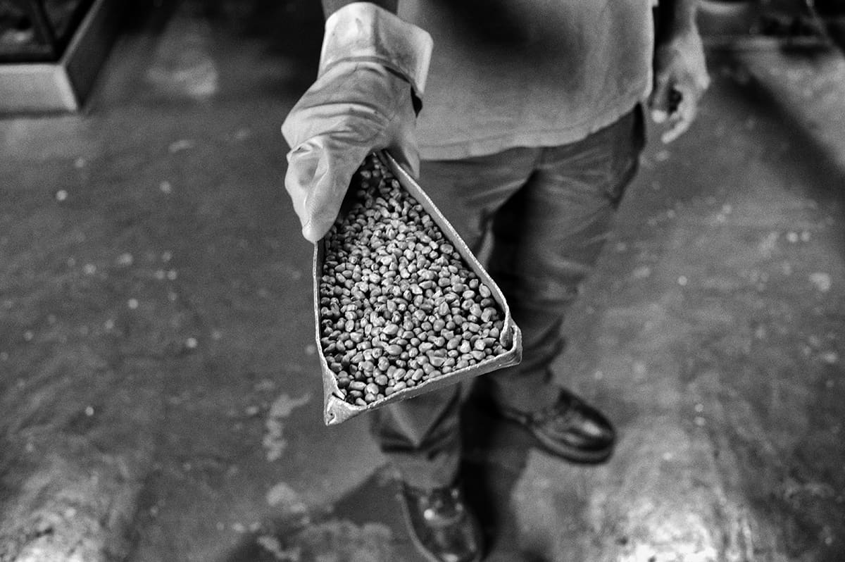 A gloved hand holds a scoop filled with maize seeds.