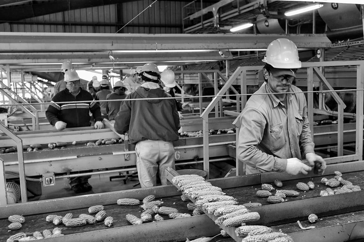 Workers in hard hats sort maize cobs on conveyor belts inside a factory.