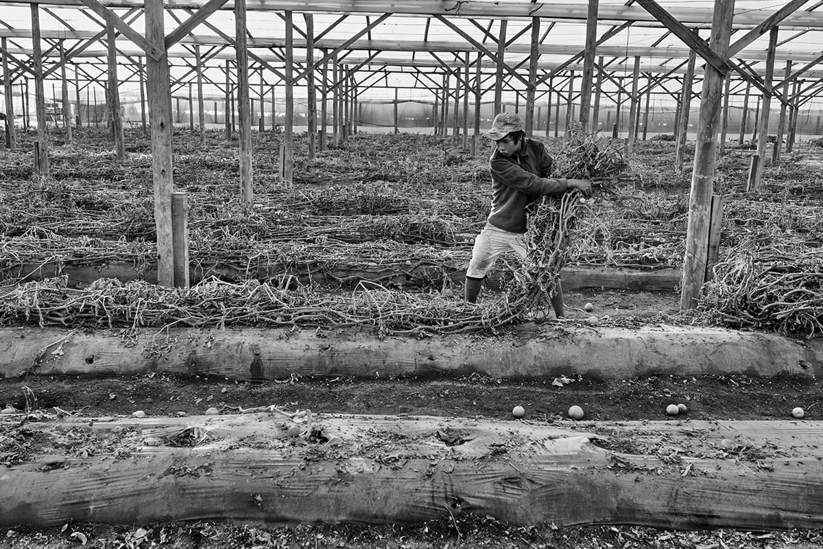 A farm worker carries an armful of dry plant stalks between rows under a wooden frame.