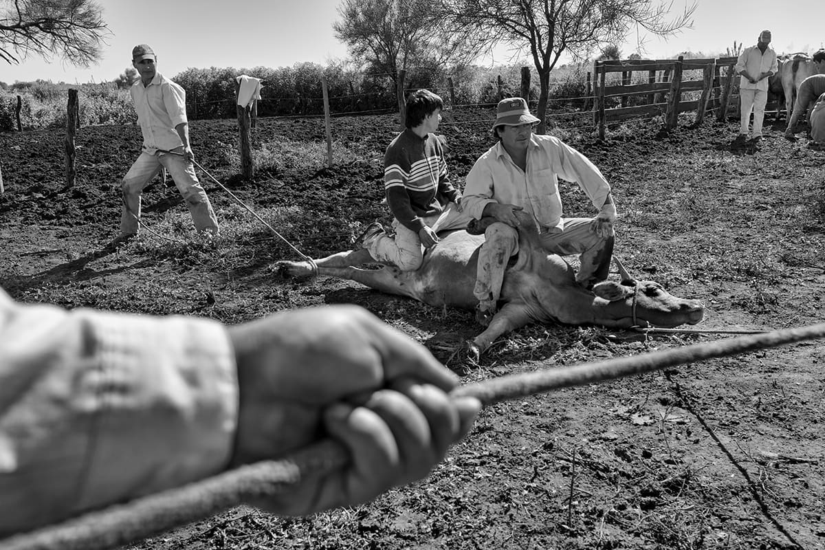 Men hold down a roped cow in a corral while a hand in the foreground pulls the rope.