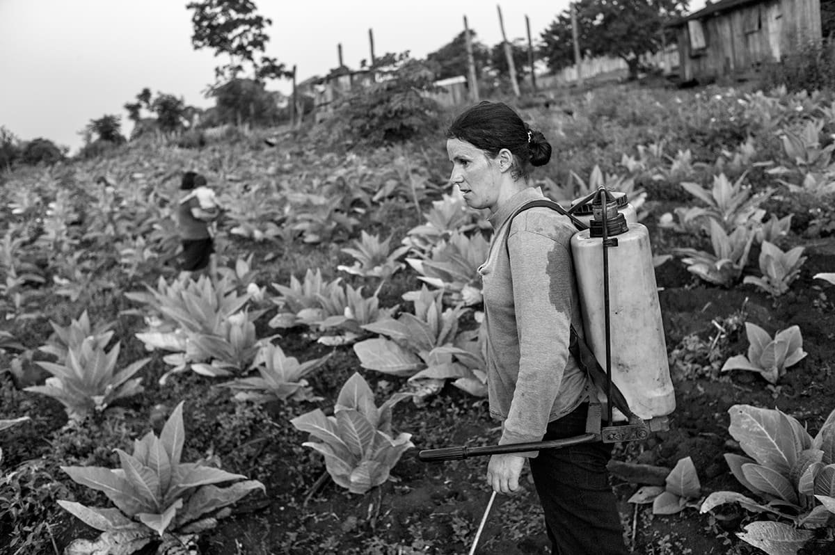 A woman with a backpack sprayer walks through rows of young tobacco plants.