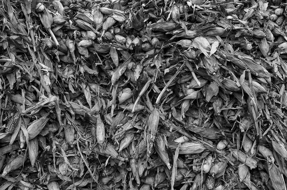 A dense pile of harvested maize cobs and husks seen from above.