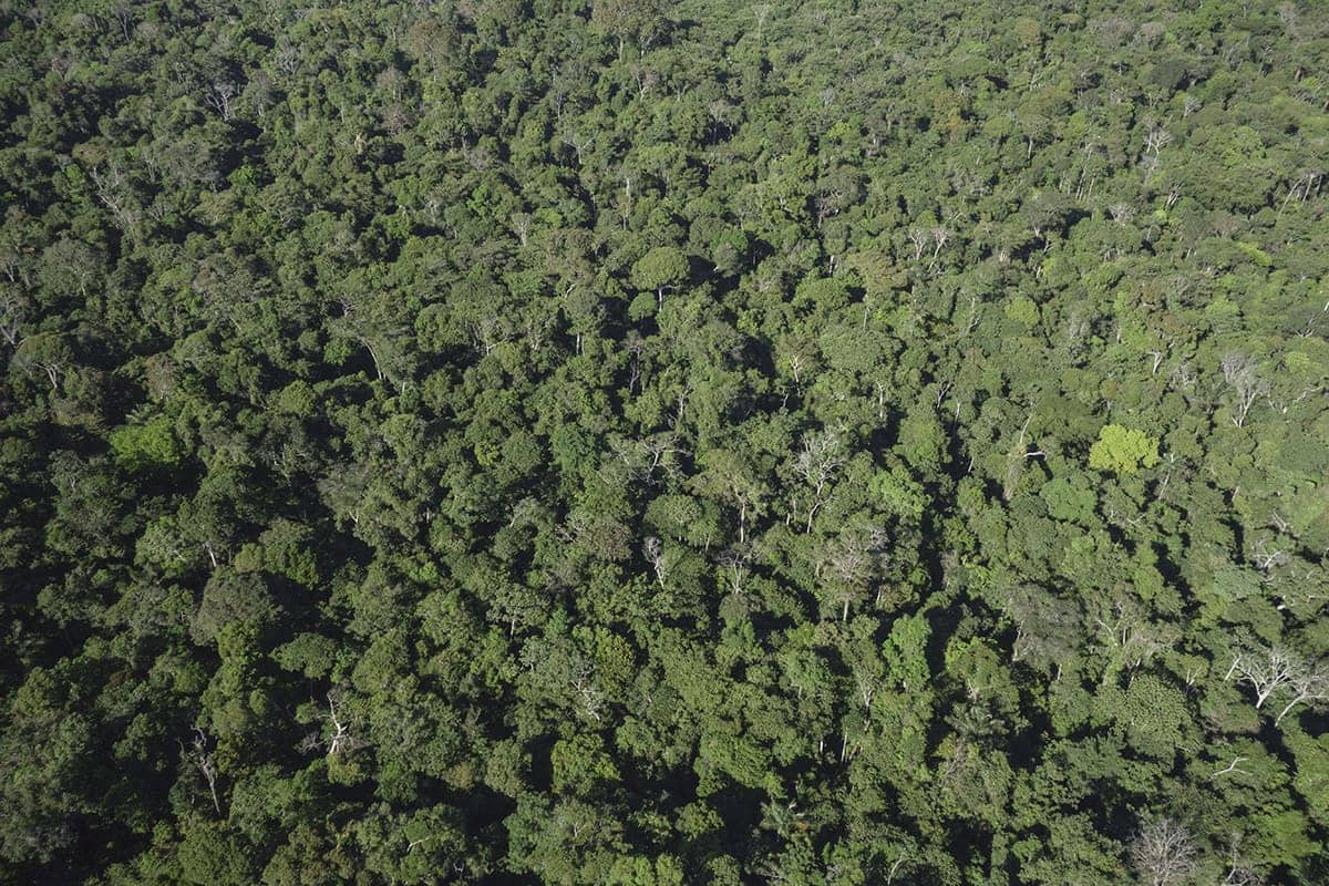 Aerial view of dense Amazon rainforest canopy
