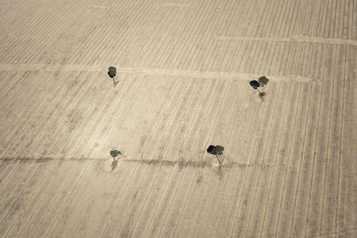 Aerial view of a deforested field with isolated Brazil nut trees