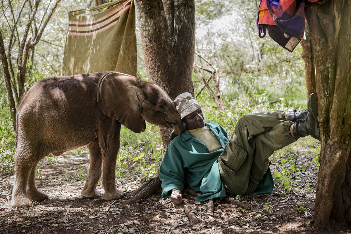 A caretaker in a green coat reclines against a tree as a baby elephant rests its trunk on his head.