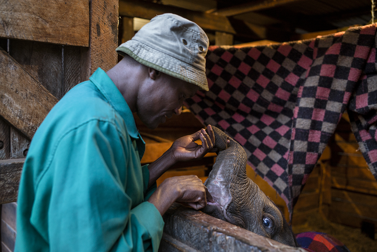A caretaker in a turquoise coat leans over a wooden rail towards a baby elephant's trunk inside a stable.