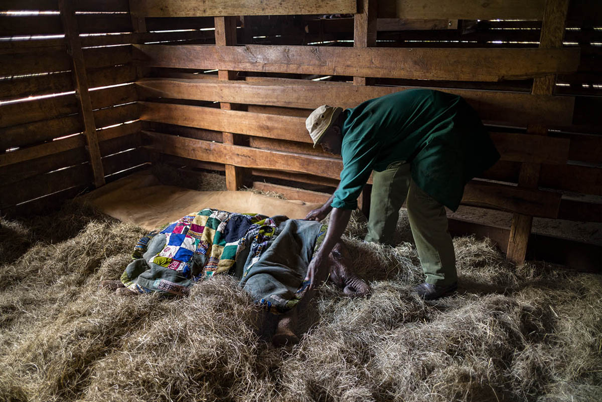 A caretaker bends over a baby elephant lying on hay under colourful blankets in a wooden stall.