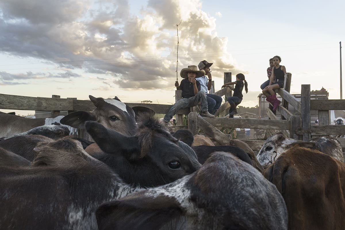 Cattle herded into a corral with children watching from the fence