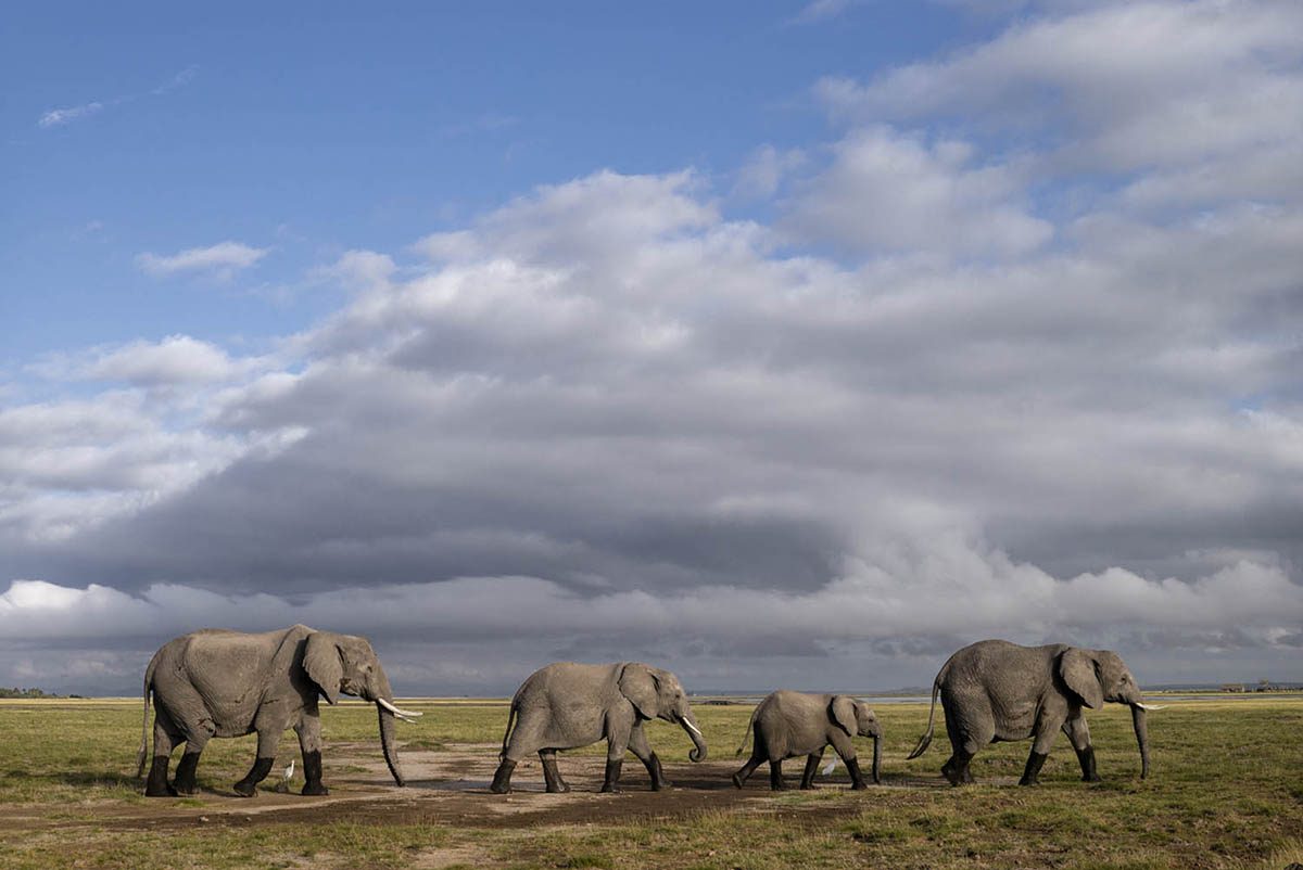 Four elephants, adults and a calf, walk in single file across open grassland under a cloudy sky.