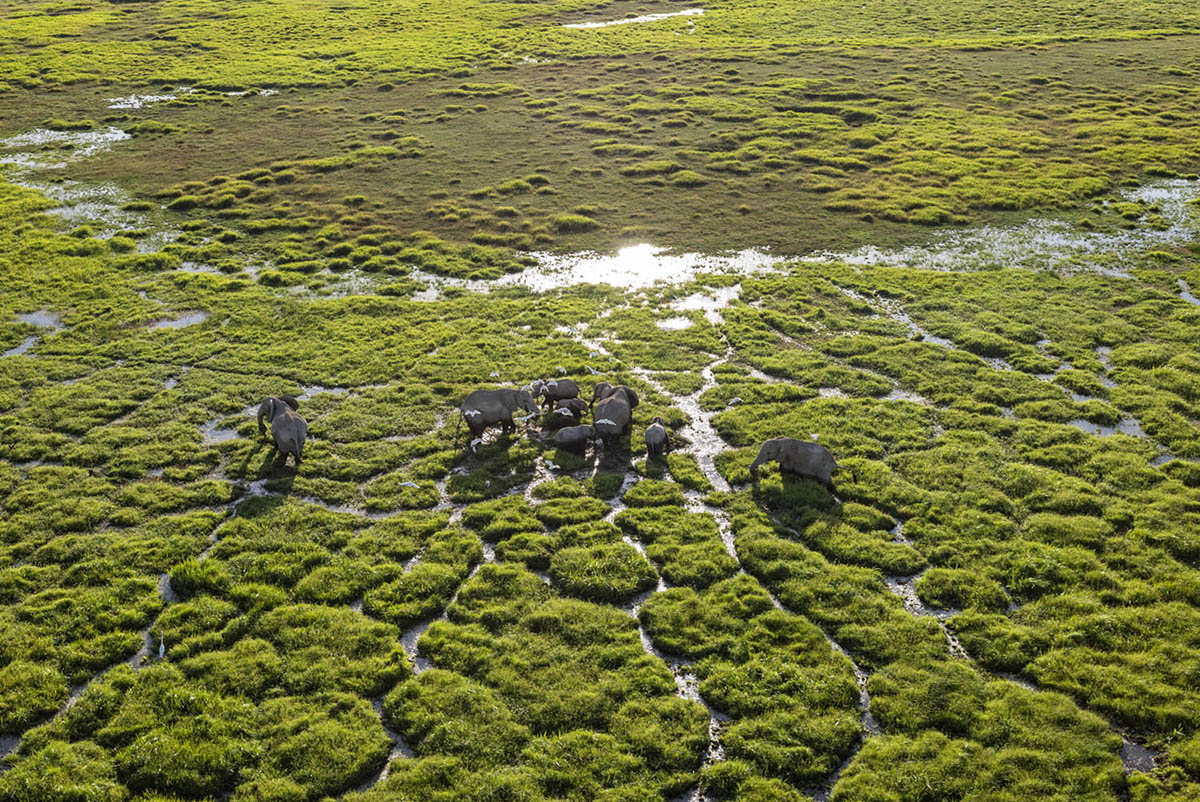 Aerial view of a small group of elephants walking through a green, waterlogged marsh.