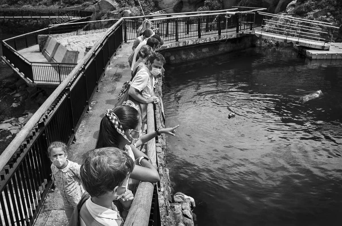 Families wearing face masks leaning on a railing to watch the seal pool at a reopened aquarium in Spain during the COVID-19 pandemic.