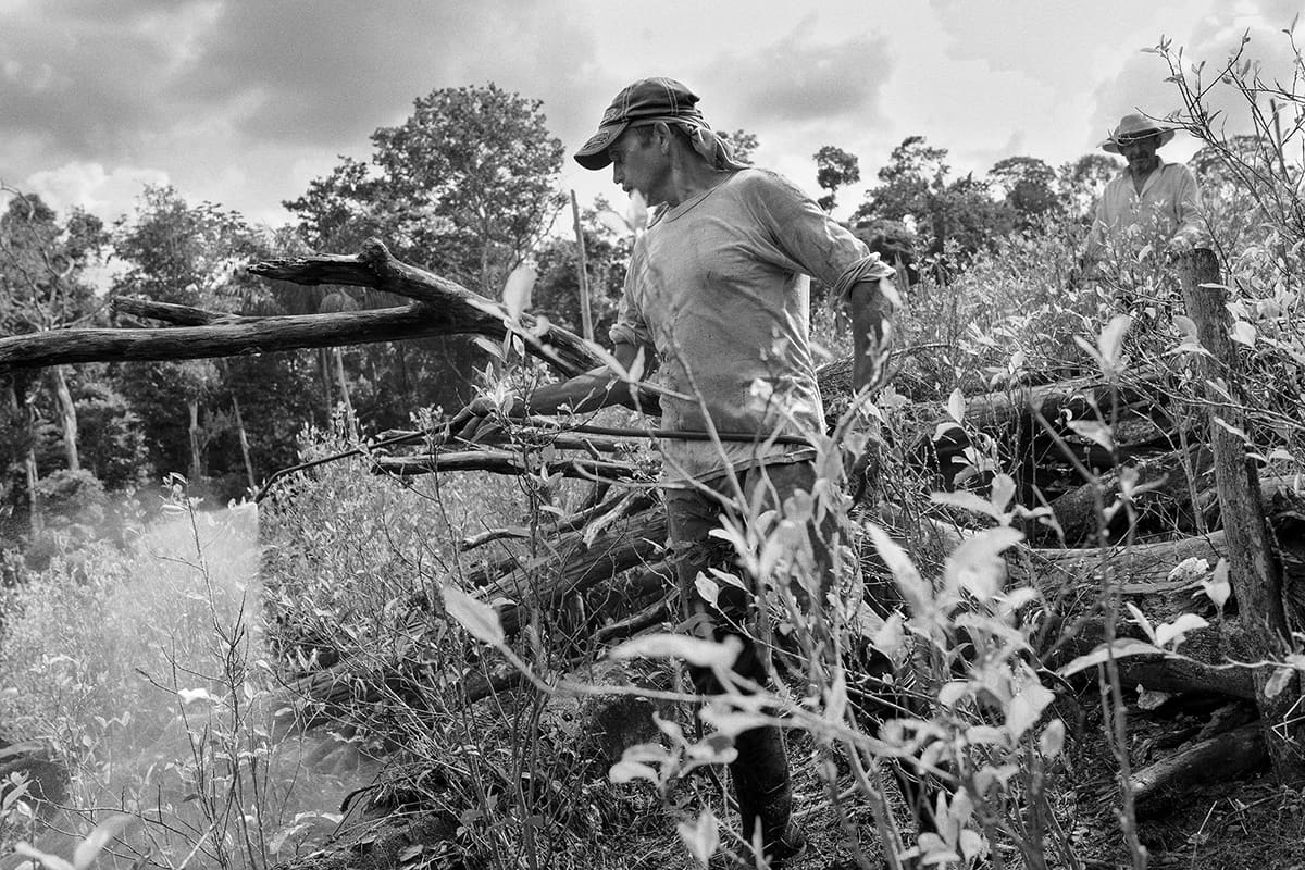 Cocaleros at work in a coca field in Santa Elena, Caquetá, where the leaf is the only viable cash crop, 2013