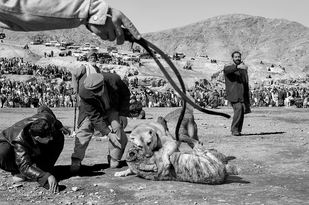 Crowd watches a Friday dog fight on the outskirts of Kabul, Afghanistan, February 2009