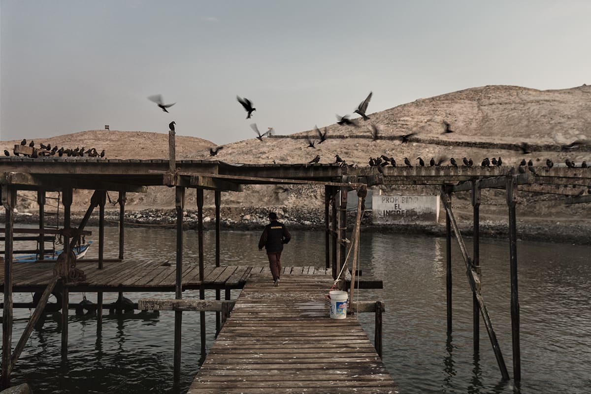 Guano worker walking along the old loading dock surrounded by seabirds on Isla Asia, Peru.