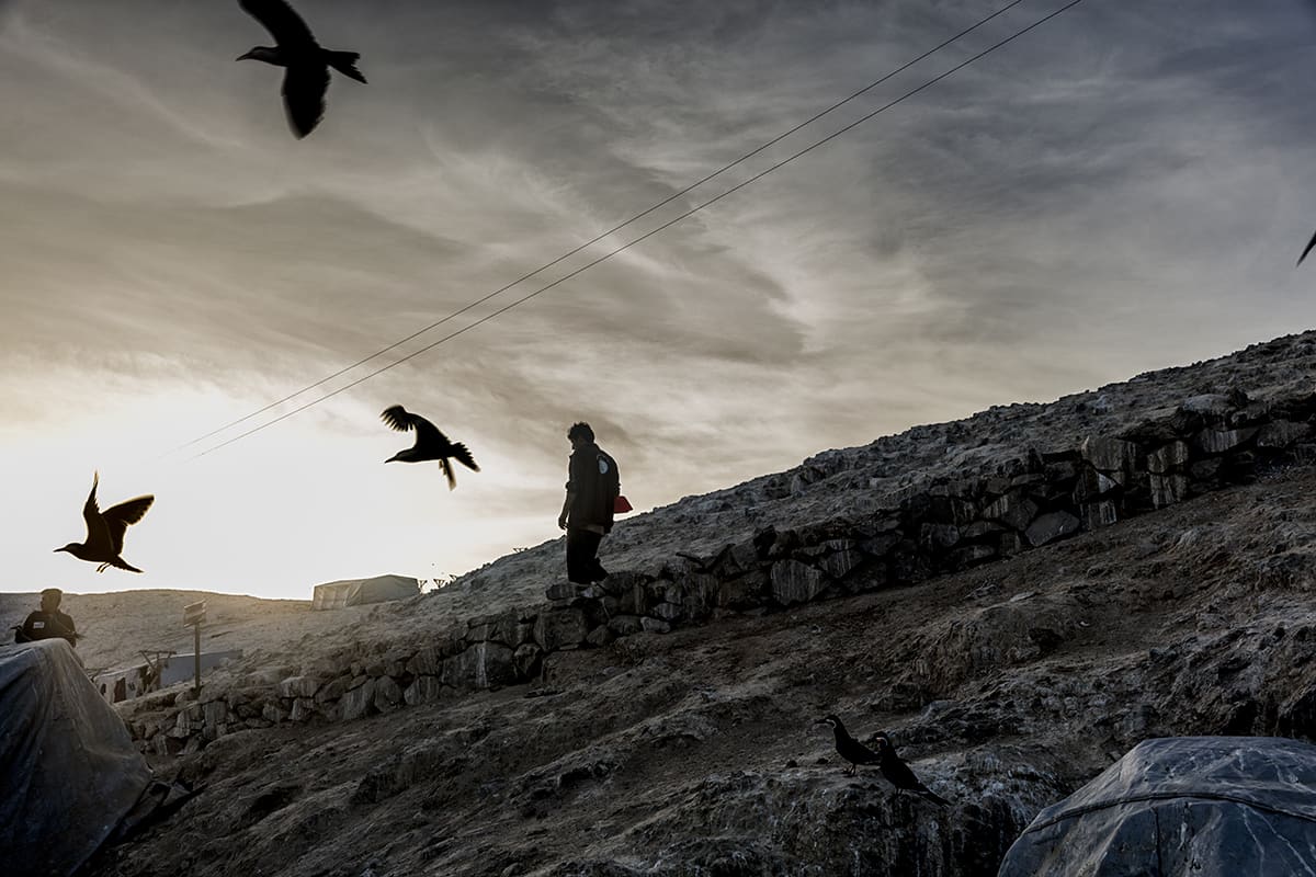 Guano worker walking along an island path at sunset as seabirds fly overhead, Isla Asia, Peru.