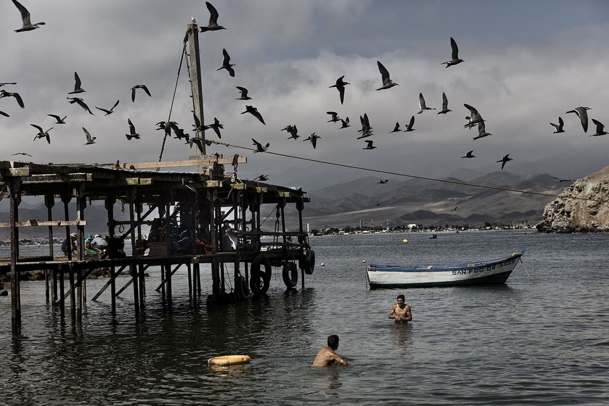 Guano workers swimming beside a wooden structure covered with seabirds on Isla Asia, Peru.