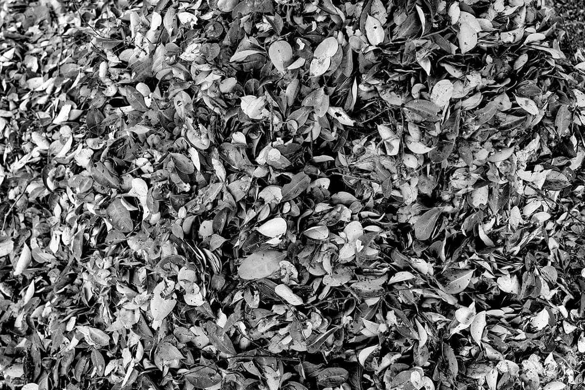 Freshly harvested coca leaves drying on a tarp in Santa Elena, Caquetá, first stage of cocaine production, 2013