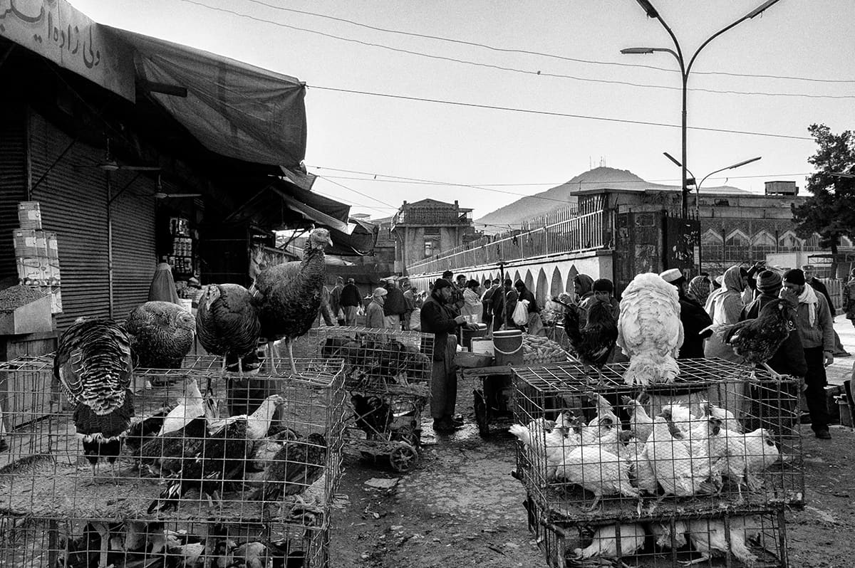 Live poultry market in the old town of Kabul, Afghanistan, February 2009