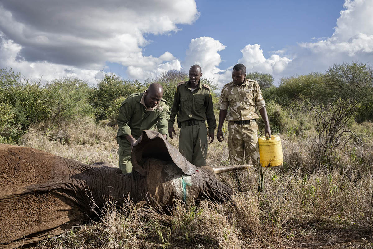 Three men stand beside a sedated elephant lying in dry grass, one carrying a yellow water container.