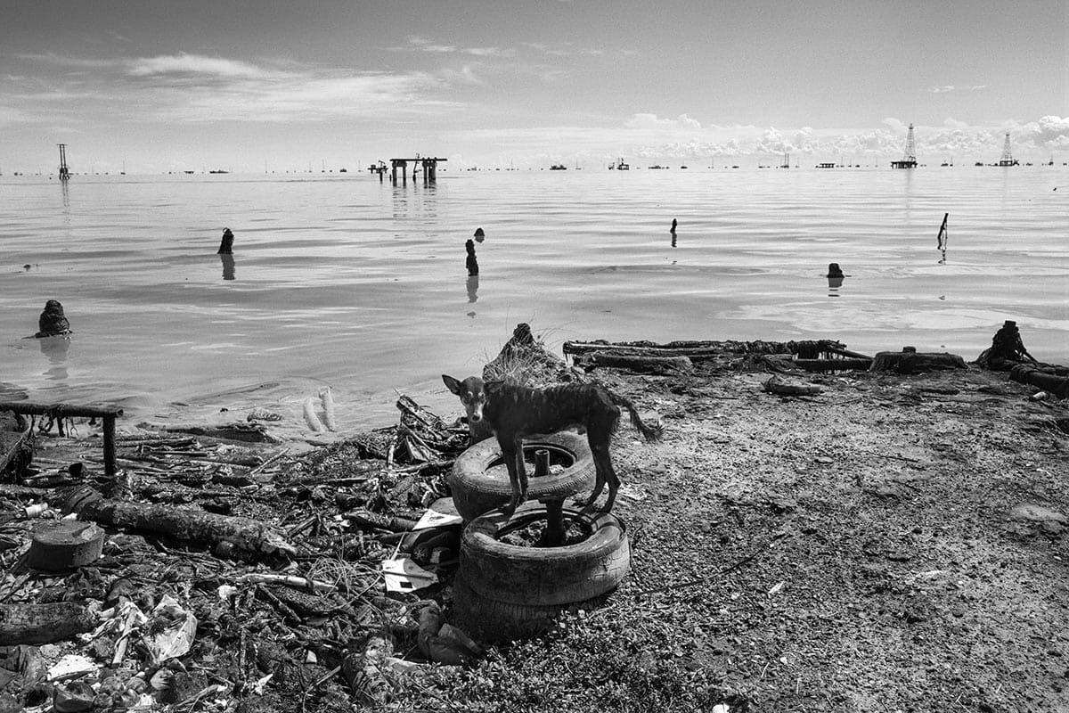 A dog walks among oil spills on the shore of Lake Maracaibo from abandoned PDVSA infrastructure
