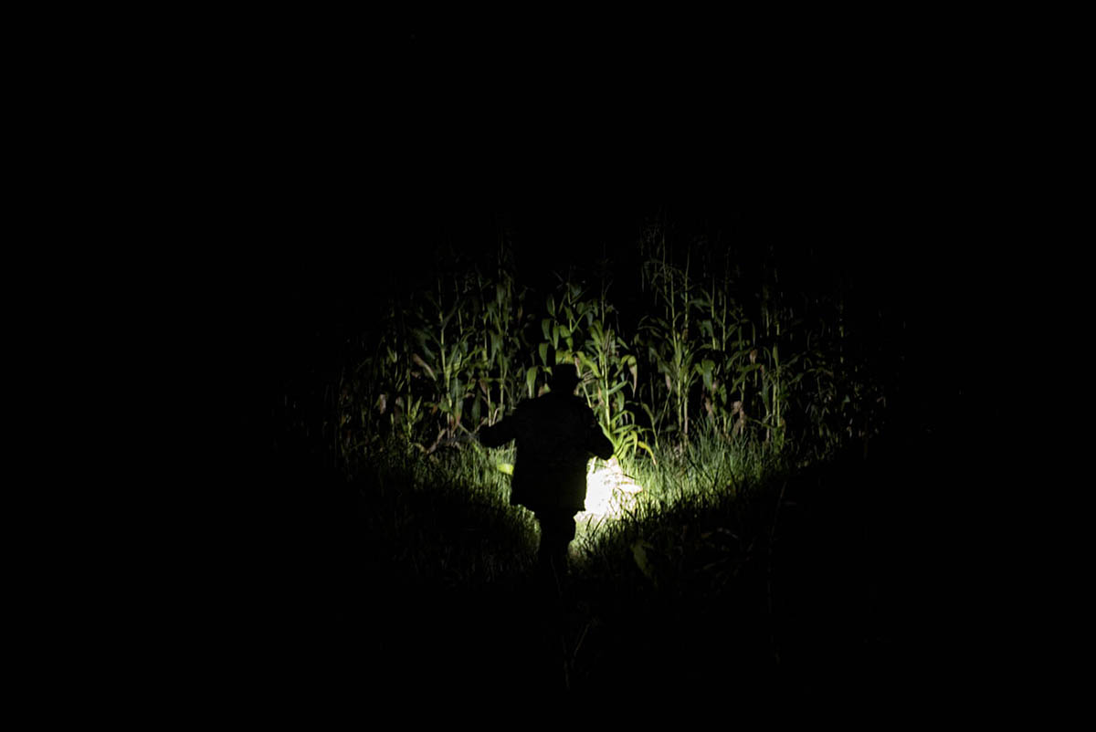 A figure with a torch lights up tall crop plants in total darkness.