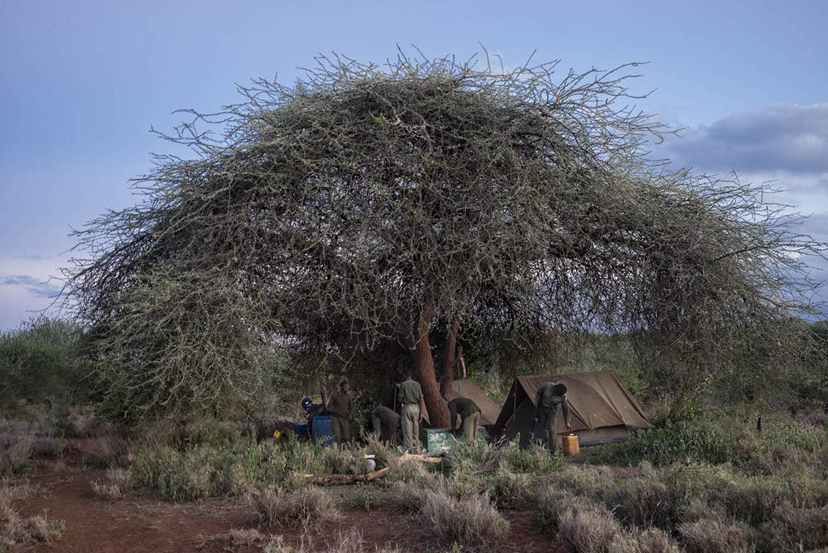 Rangers and tents beneath a large acacia tree at dusk.