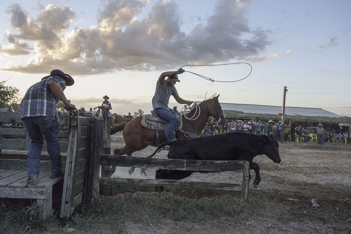Rodeo scene with horseman lassoing a calf in Alta Floresta