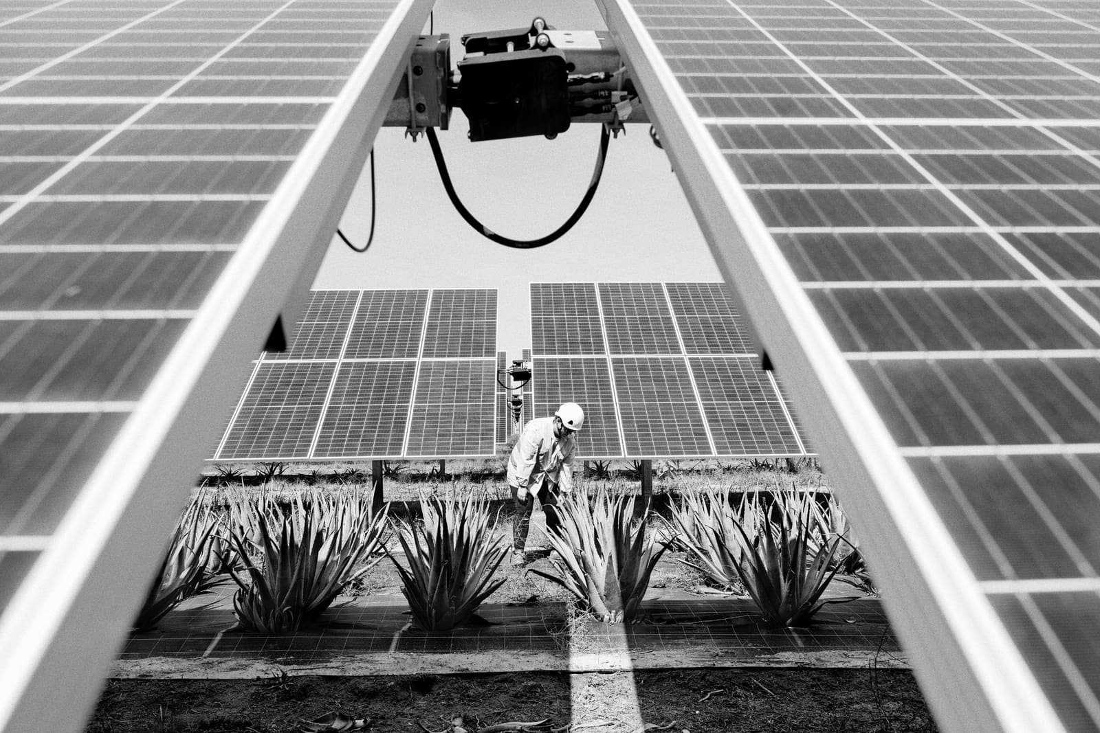 Worker checking crops growing between rows of photovoltaic panels in Totana, Murcia, Spain, 2023