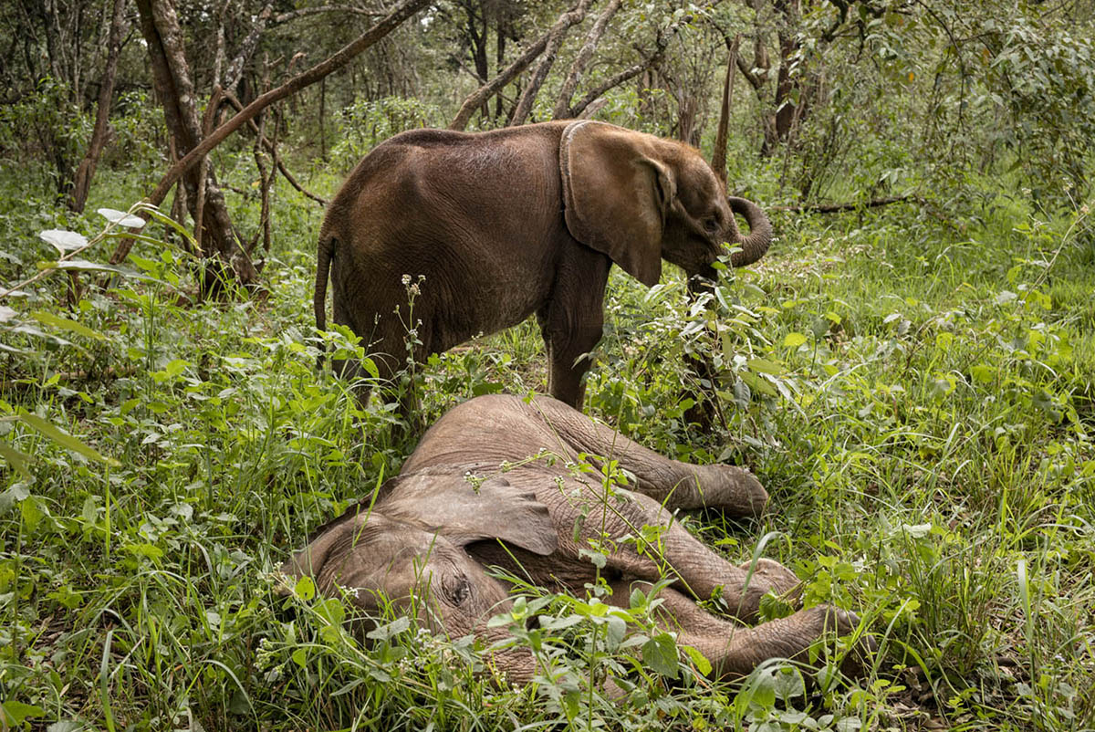Two young elephants among green undergrowth in a forest, one standing and one lying on its side.