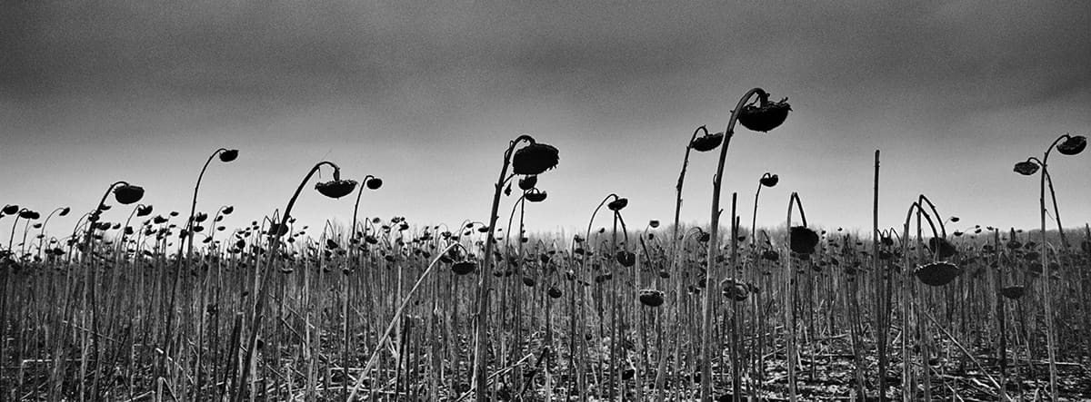 A field of sunflowers left unharvested because of the mines laid around the front line at Nikishyne.