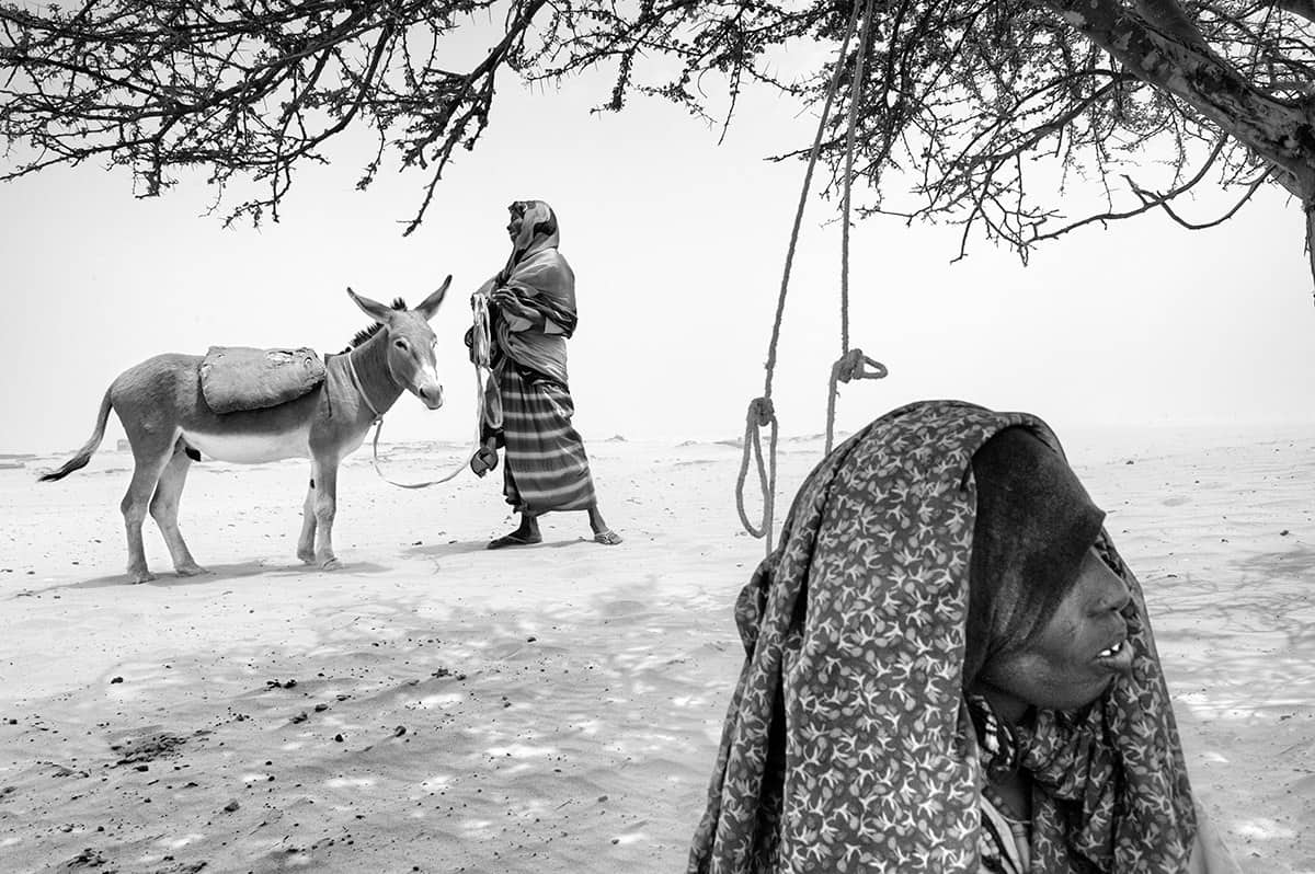 Woman leading a donkey under a thorn tree in the desert landscape of Darfur, Sudan.