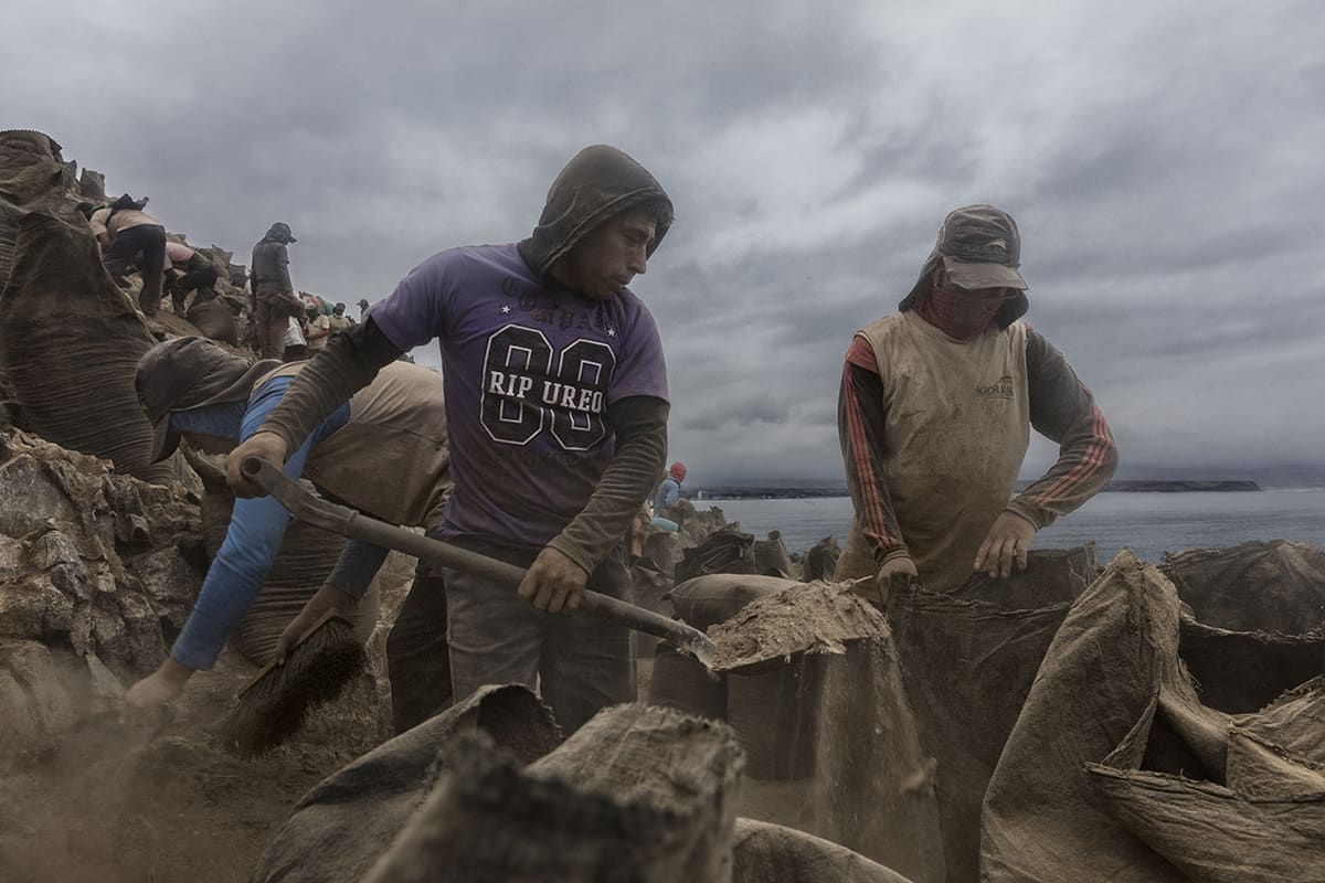 Guano workers filling sacks with guano during the harvesting season on Isla Asia, Peru.